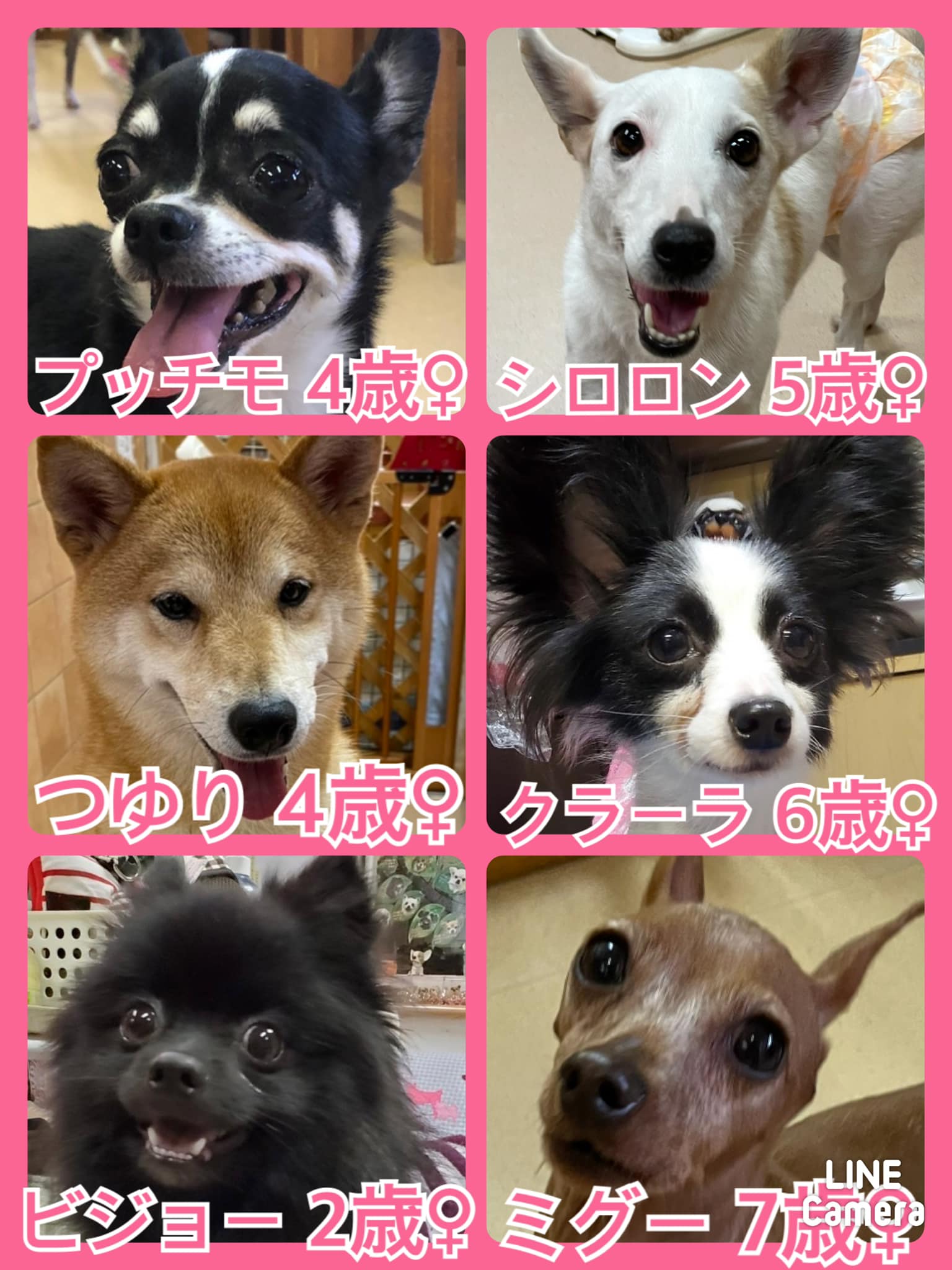 🐾今日の里親様募集中ワンコ🐶メンバーです🐾2021,11,16